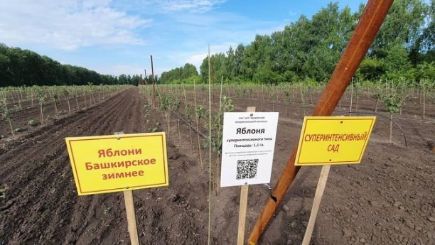 Сельхозтоваропроизводители Республики Башкортостан в 2021 году получат 7,5 млн рублей субсидий на возмещение части затрат на закладку многолетних насаждений.