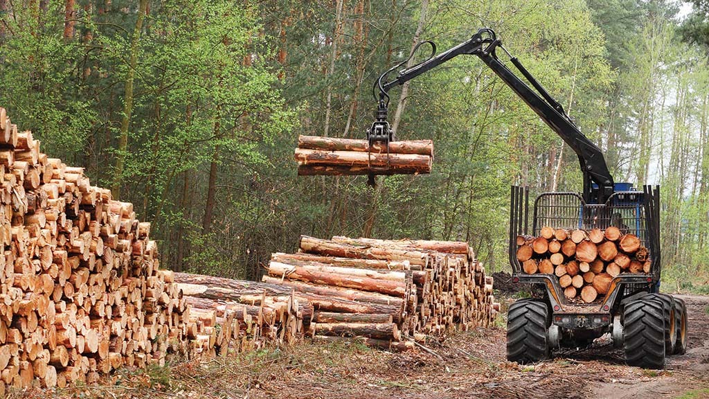 Продлены сроки заготовки и вывоза древесины